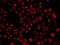 F-Box And WD Repeat Domain Containing 11 antibody, orb373763, Biorbyt, Immunofluorescence image 