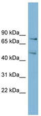 Ribosome biogenesis protein BOP1 antibody, TA339325, Origene, Western Blot image 
