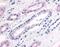 Phosphodiesterase 2A antibody, MBS395517, MyBioSource, Immunohistochemistry frozen image 