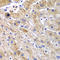 Dipeptidyl Peptidase 3 antibody, LS-C349018, Lifespan Biosciences, Immunohistochemistry frozen image 