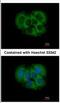 FGFR1 Oncogene Partner 2 antibody, NBP2-16479, Novus Biologicals, Immunocytochemistry image 