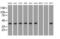 Nucleoredoxin Like 2 antibody, MA5-25134, Invitrogen Antibodies, Western Blot image 