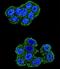 Cytochrome b-c1 complex subunit Rieske, mitochondrial antibody, LS-B15601, Lifespan Biosciences, Immunofluorescence image 
