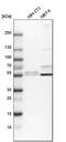 Round Spermatid Basic Protein 1 Like antibody, PA5-54199, Invitrogen Antibodies, Western Blot image 