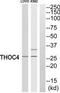 Aly/REF Export Factor antibody, TA313403, Origene, Western Blot image 