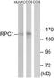 DNA-directed RNA polymerase III subunit RPC1 antibody, TA315152, Origene, Western Blot image 