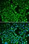 Cell cycle serine/threonine-protein kinase CDC5/MSD2 antibody, LS-C334138, Lifespan Biosciences, Immunofluorescence image 