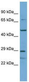 Apolipoprotein L domain-containing protein 1 antibody, TA339567, Origene, Western Blot image 
