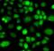 Phosphatidylinositol-5-Phosphate 4-Kinase Type 2 Alpha antibody, FNab06461, FineTest, Immunofluorescence image 