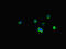 Sst2 antibody, CSB-PA022725LA01HU, Cusabio, Immunofluorescence image 