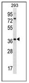 Olfactory Receptor Family 6 Subfamily X Member 1 antibody, AP53101PU-N, Origene, Western Blot image 