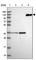 Complement component C6 antibody, HPA043823, Atlas Antibodies, Western Blot image 