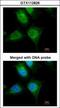 Keratin 19 antibody, GTX112826, GeneTex, Immunofluorescence image 