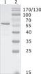 HIV-1 Gag-Pol polyprotein antibody, MA1-71515, Invitrogen Antibodies, Western Blot image 