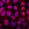 Zinc finger protein ZIC 1 antibody, AF4978, R&D Systems, Immunofluorescence image 
