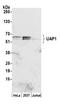 UDP-N-Acetylglucosamine Pyrophosphorylase 1 antibody, A305-642A-M, Bethyl Labs, Western Blot image 