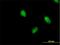 Peregrin antibody, H00007862-B01P, Novus Biologicals, Immunofluorescence image 