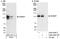 Disabled homolog 2-interacting protein antibody, A302-440A, Bethyl Labs, Immunoprecipitation image 
