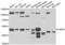 P2X purinoceptor 2 antibody, LS-C349029, Lifespan Biosciences, Western Blot image 