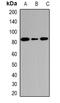Coagulation Factor II Thrombin Receptor antibody, orb95898, Biorbyt, Western Blot image 