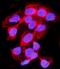 Tubulin Beta 1 Class VI antibody, A05397-1, Boster Biological Technology, Immunofluorescence image 