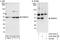 Pabp2 antibody, A303-523A, Bethyl Labs, Western Blot image 