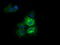 Retinoic Acid Receptor Responder 1 antibody, LS-C338042, Lifespan Biosciences, Immunofluorescence image 