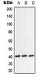 NIPP1 antibody, LS-C352693, Lifespan Biosciences, Western Blot image 