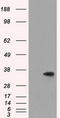 Serine Racemase antibody, TA500942, Origene, Western Blot image 