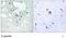 BLNK antibody, PA1-26639, Invitrogen Antibodies, Immunohistochemistry frozen image 