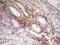 SP110 Nuclear Body Protein antibody, LS-C791442, Lifespan Biosciences, Immunohistochemistry paraffin image 