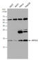 Ribosomal Protein S12 antibody, GTX130942, GeneTex, Western Blot image 