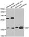 Gastrin Releasing Peptide antibody, LS-C334673, Lifespan Biosciences, Western Blot image 