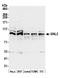 G Protein Nucleolar 2 antibody, A305-155A, Bethyl Labs, Western Blot image 