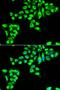 SP82 antibody, orb373422, Biorbyt, Immunofluorescence image 