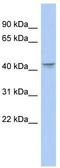 Prostaglandin E2 receptor EP3 subtype antibody, TA334751, Origene, Western Blot image 