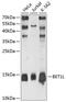 Bet1 Golgi Vesicular Membrane Trafficking Protein Like antibody, 14-205, ProSci, Western Blot image 