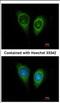 Follistatin-related protein 1 antibody, NBP2-16539, Novus Biologicals, Immunofluorescence image 