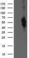 Bestrophin 3 antibody, TA501979, Origene, Western Blot image 
