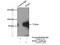 WEE1 G2 Checkpoint Kinase antibody, 14375-1-AP, Proteintech Group, Immunoprecipitation image 
