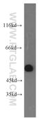 Immunity Related GTPase Cinema antibody, 14090-1-AP, Proteintech Group, Western Blot image 