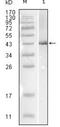 Influenza B Virus Nucleoprotein antibody, NBP1-51540, Novus Biologicals, Western Blot image 