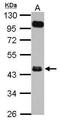 Fc Receptor Like A antibody, PA5-30731, Invitrogen Antibodies, Western Blot image 