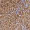 Zinc Finger Protein 229 antibody, HPA001494, Atlas Antibodies, Immunohistochemistry frozen image 