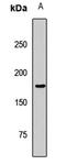Lysine Demethylase 5B antibody, LS-C668651, Lifespan Biosciences, Western Blot image 