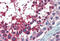 USO1 Vesicle Transport Factor antibody, MBS249040, MyBioSource, Immunohistochemistry frozen image 