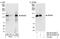 RNA Binding Motif Protein 26 antibody, NB100-60409, Novus Biologicals, Western Blot image 