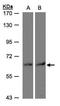 Triokinase And FMN Cyclase antibody, PA5-27842, Invitrogen Antibodies, Western Blot image 