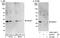 DNA damage-inducible transcript 4 protein antibody, A302-169A, Bethyl Labs, Immunoprecipitation image 