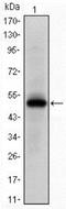 EPH Receptor A10 antibody, NBP2-37603, Novus Biologicals, Western Blot image 